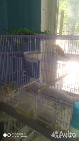 Певчие птицы