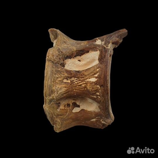 Позвонок королевской макрели / Окаменелости