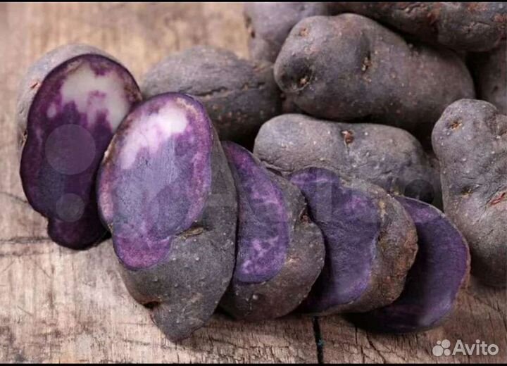 Картофель фиолетовый семянной