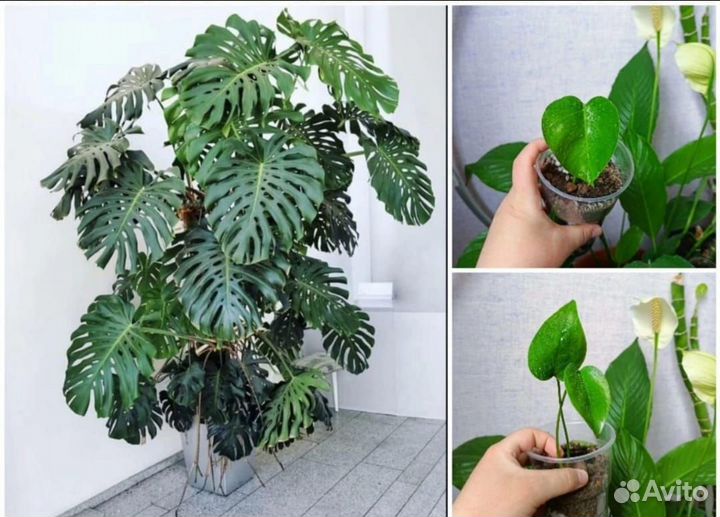 Комнатные цветы