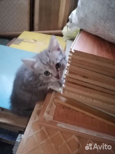 Котята