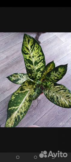 Диффенбахии Удом Саб, Сублим