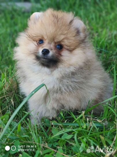 Щенки шпица