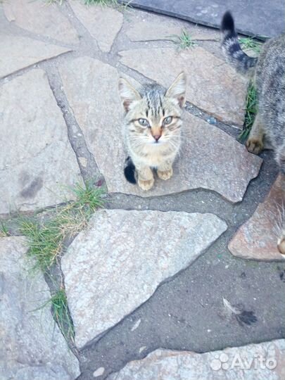 Котята в добрые руки бесплатно