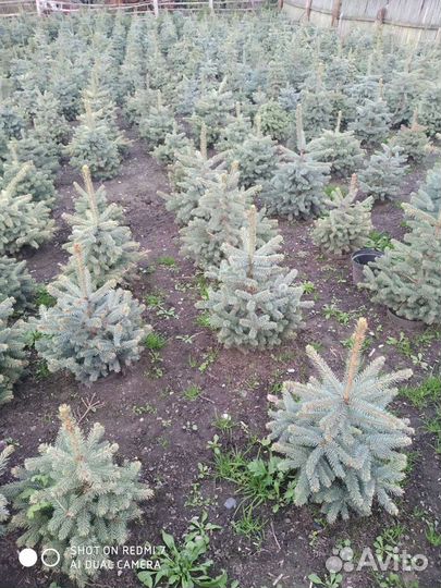Саженцы ель голубая