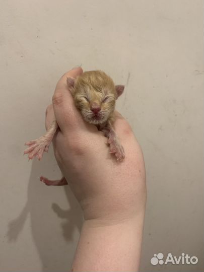 Отдам котят бесплатно