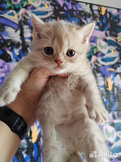 Шотландские котята скотиш страйт