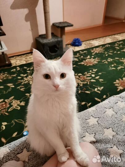 Турецкая ангора