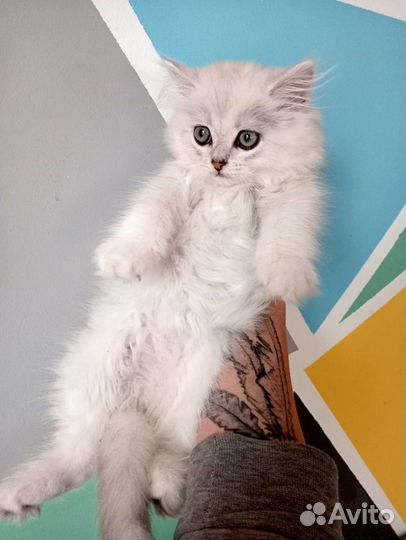 Шотландская шиншилла