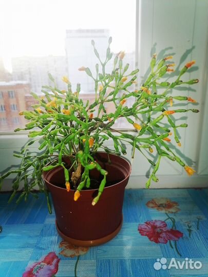 Комнатные цветы