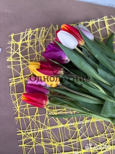 Тюльпаны от производителя