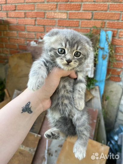 Шотландская