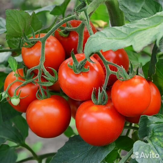 Рассада помидор