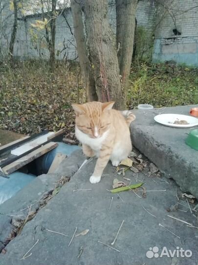 Котик В добрые руки