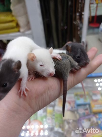 Крыса дамбо