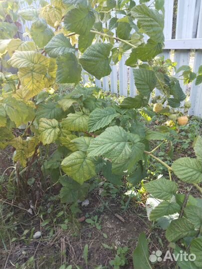 Саженцы желтой малины