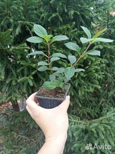 Гортензия метельчатая Лайм Лайт