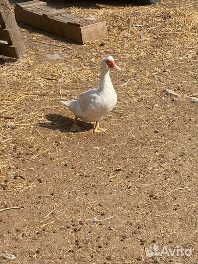 Куры гуси утки