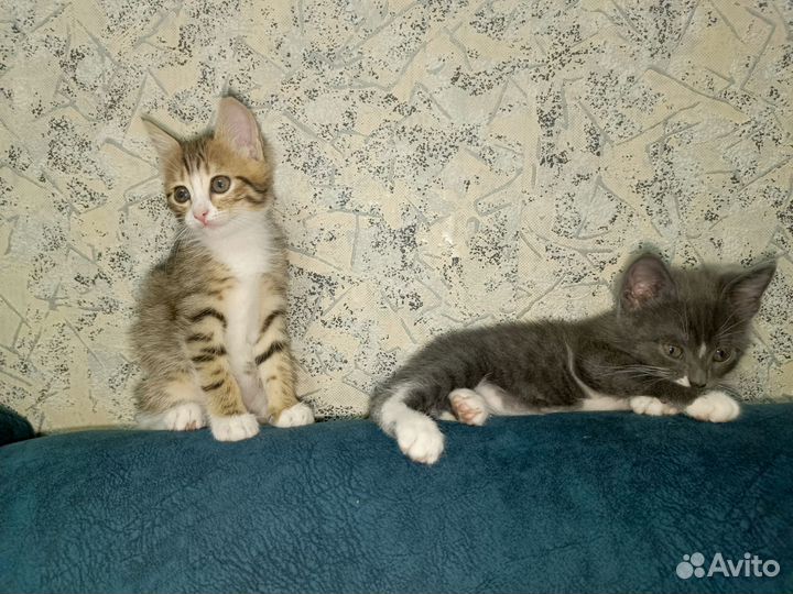 Два пушистых котенка ищут дом