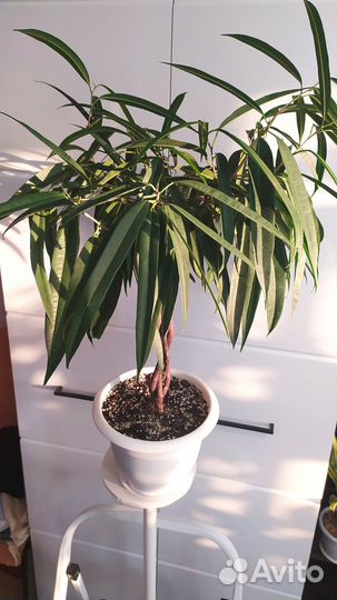 Фикус: Али коса, Тинеке, Кинки, Амстел кинг