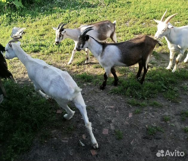 Козлята и козочки