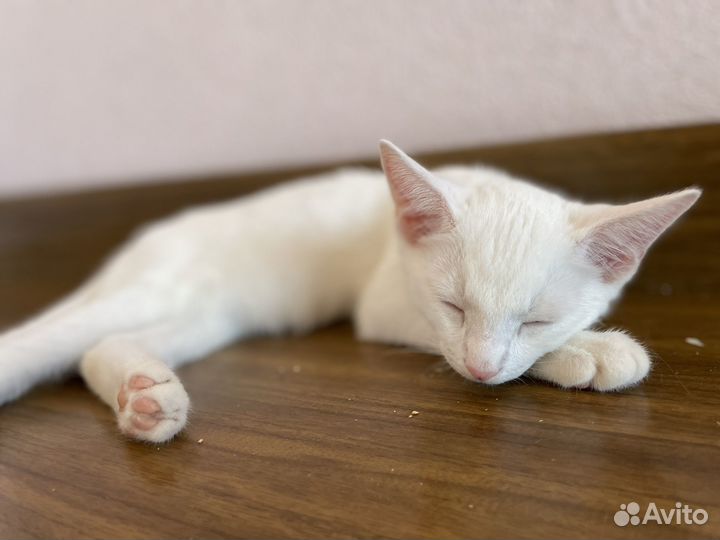 Белый котенок мальчик