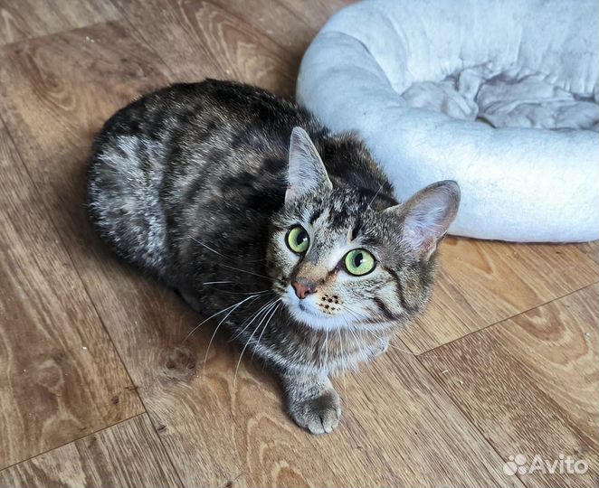 Ксана - стерильная кошка-мышеловка в хорошие руки