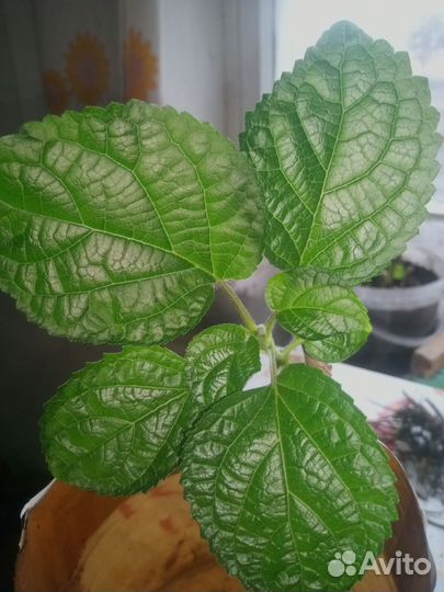 Гортензия белая Анабель