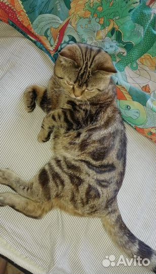 Британский кот