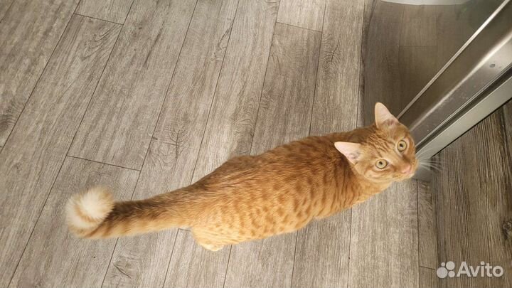 Кот рыжий котЪ