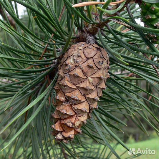 Семенная сосновая шишка