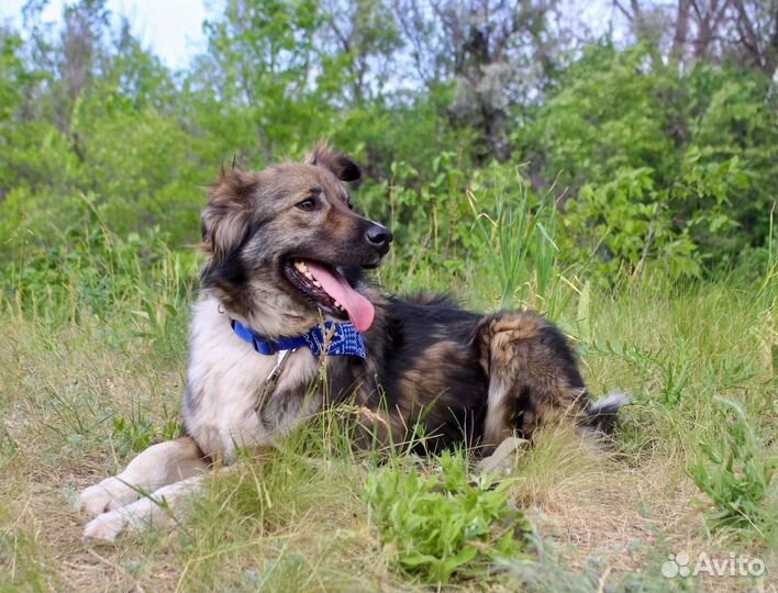 Собака Лаки