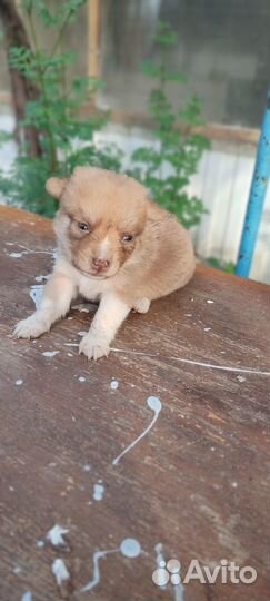 Щенки бесплатно