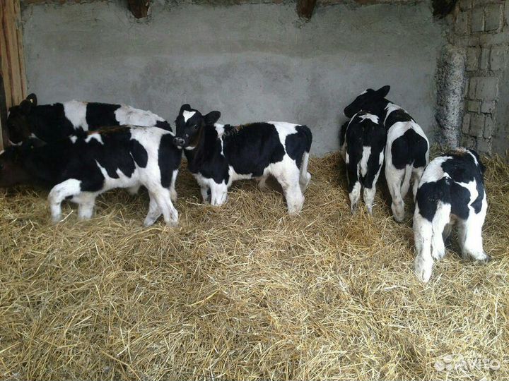 Бычки телята телочки