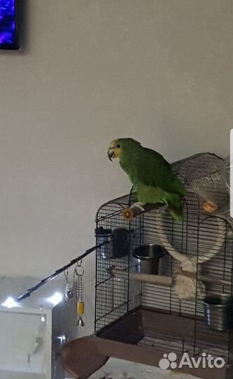 Венесуэльский амазон