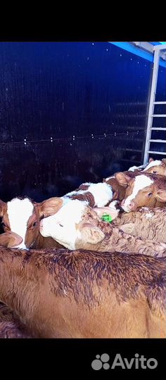 Бычки 2 месяца