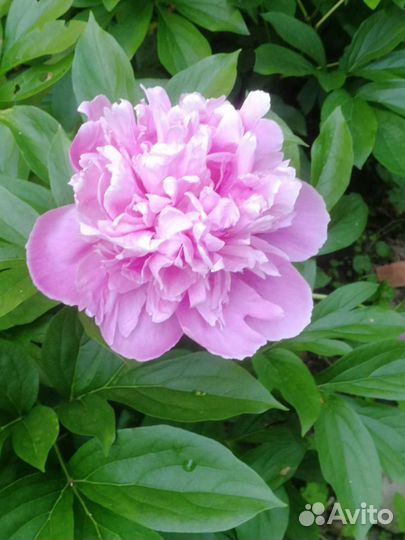 Пионы саженцы