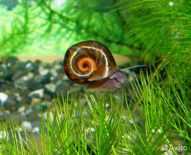 Улитки катушки