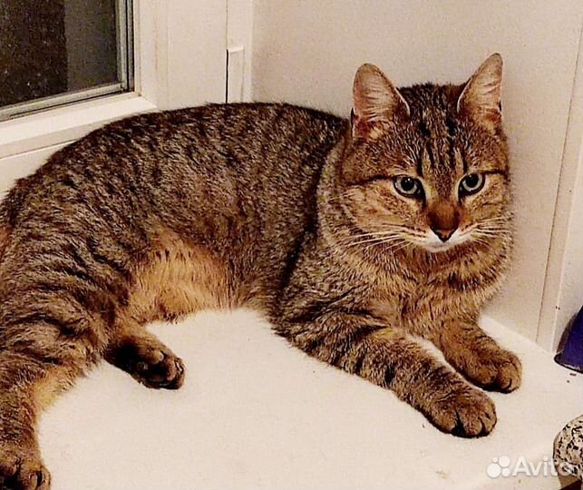 Кошечка 1 год