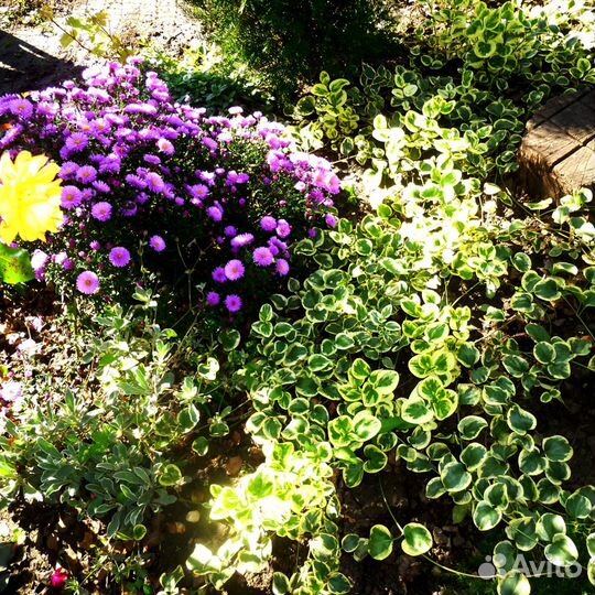 Почвопокровные многолетники флоксы гвоздика и др