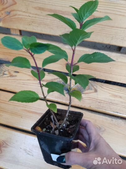 Гортензия Сильвер доллар