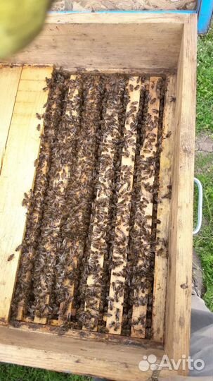 Пчелопакеты