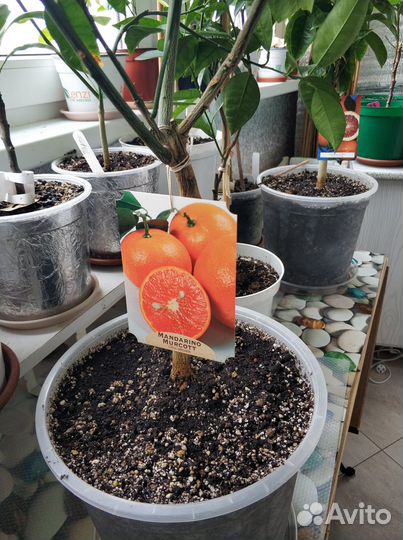 Цитрус мандарин Муркотт