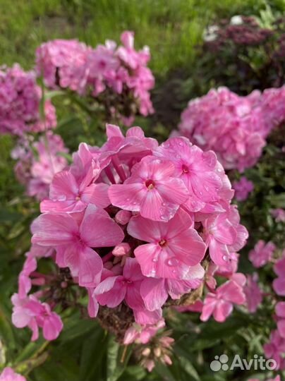 Флоксы сортовые