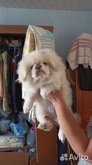 Щенки пекинеса