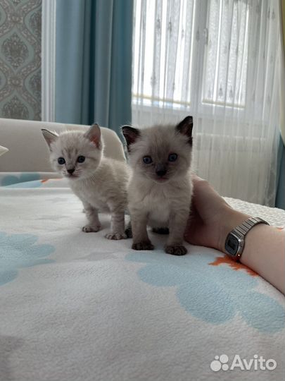 Котенок породы 