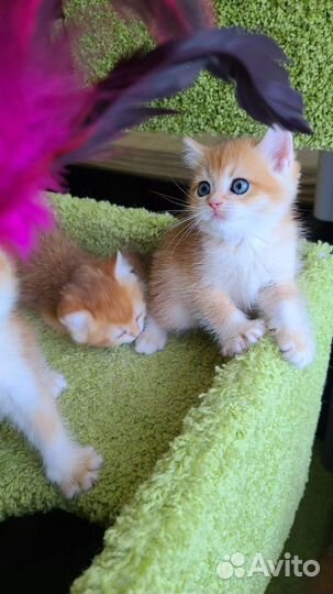 Котята Британская золотая шиншилла Ny12