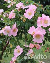 Спирея литл принцесс, шиповник бесшипный, флоксы