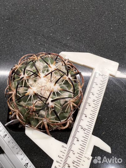 Coryphantha tripugionacantha Корифанта