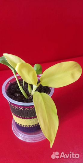 Филодендрон